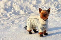 Funny small yorkshire terrier in space suit on his winter walk